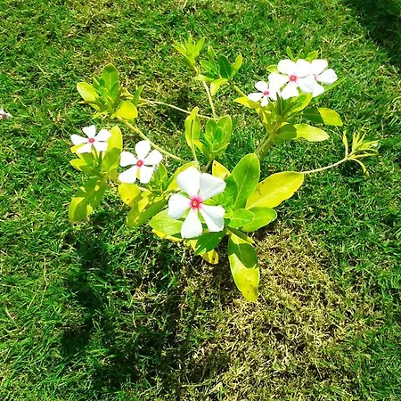 Lighthouse Nadia Aparts Appartement *