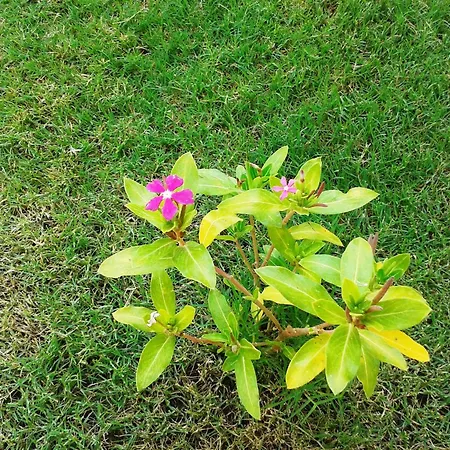 Lighthouse Nadia Aparts Appartement Fethiye